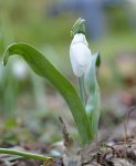 DSC_2494_Schneeglockchen.jpg