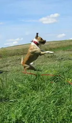 BELLA2.webp