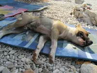 BELLA3.webp
