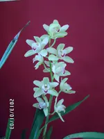 SAM_0009.webp