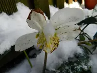Christrose_7727.webp