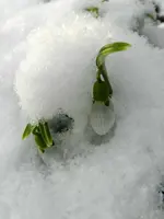 Schneeglöckchen_7715.webp