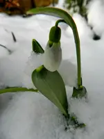 Schneeglöckchen_7716.webp