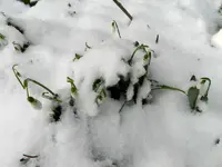 Schneeglöckchen_7714.webp