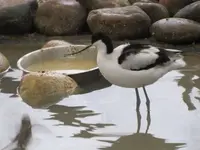 Lavendula doppelt gemoppelt.webp