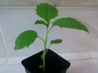 Tomatillo1gigante8_2_13.webp