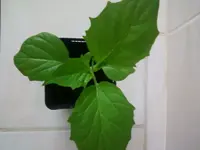 Tomatillo2gigante8_2_13.webp