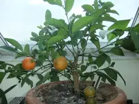 DSCF7009.webp