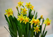 Narzisse Tete a Tete_300.webp