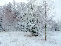 SDC15386.webp