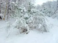 SDC15389.webp