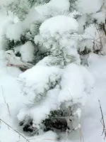SDC15392.webp