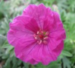 geranium am 03.05.11.jpg