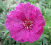 geranium am 03.05.11.jpg