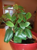 DSCF7012.webp