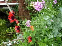Mohn.webp