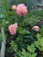 CIMG5078.webp