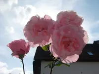 CIMG3828.webp