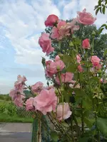 CIMG9618.webp