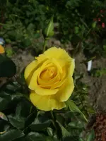 CIMG0084.webp