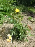 CIMG0083.webp