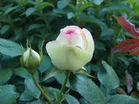 CIMG4170.webp