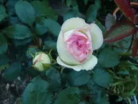 CIMG4182.webp