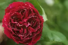 Baron Girod de`l ain Remontant Austin1790.webp