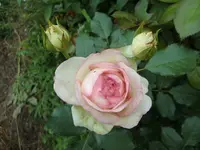 CIMG5147.webp