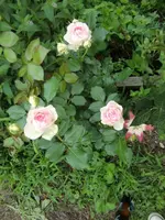 CIMG5146.webp