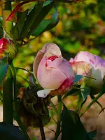 Rose Artemis b.webp