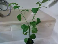 AjiColorado09_02_13.webp
