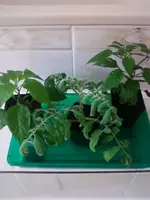 Badmitte9_2_13.webp