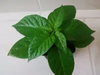 Habanero09_02_13.webp