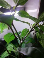 PurpleTiger9_2_13.webp