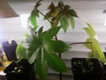 Ricinus09_02_13.jpg