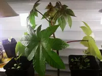 Ricinus09_02_13.webp