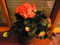 002.webp