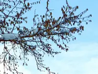 Himmlisch_8031.webp
