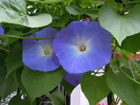 DSCN0095.webp