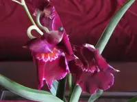 018.webp