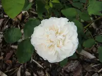 CIMG3723.webp CIMG3723.webp