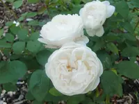 CIMG5646.webp