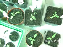 Tomaten 2.webp