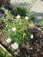 CIMG5495.webp CIMG5495.webp