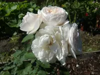 CIMG6292.webp CIMG6292.webp