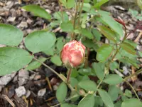 CIMG3596.webp CIMG3596.webp