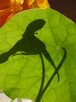 schreberin Erinnerung.webp