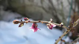 DSCN4212.webp