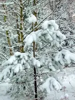 SDC15388.webp